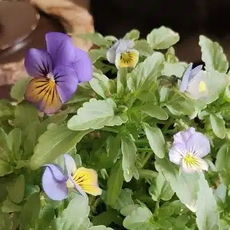 たまごっち
