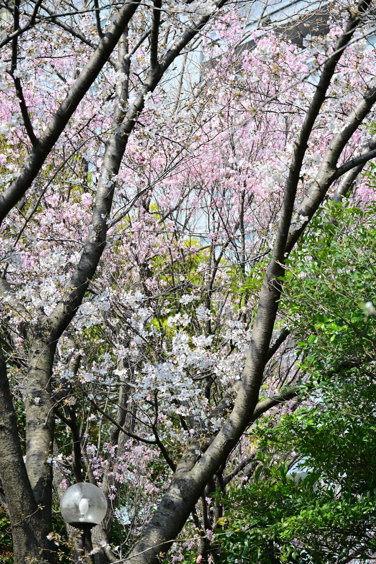 z50Ⅱ】お花見｜ななみゆたか