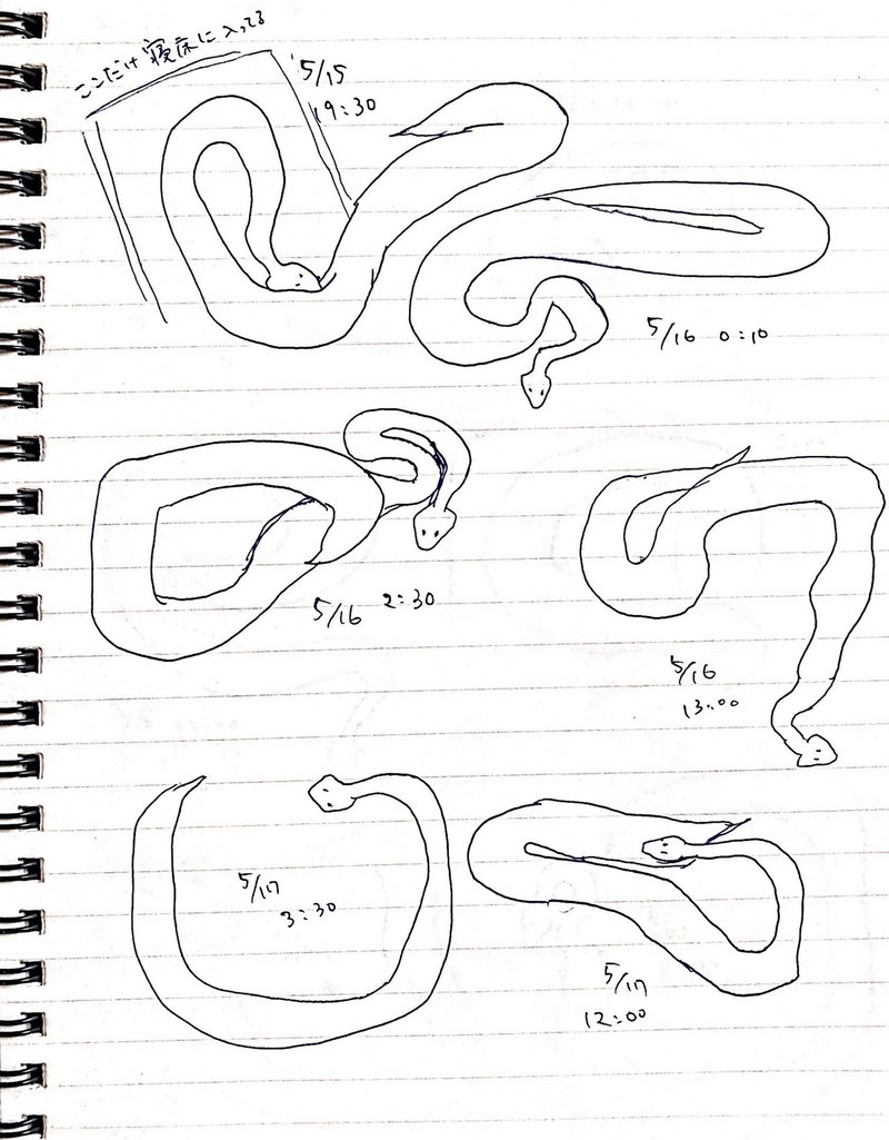 ヘビの巻き方定点観測 焼豚女 Note
