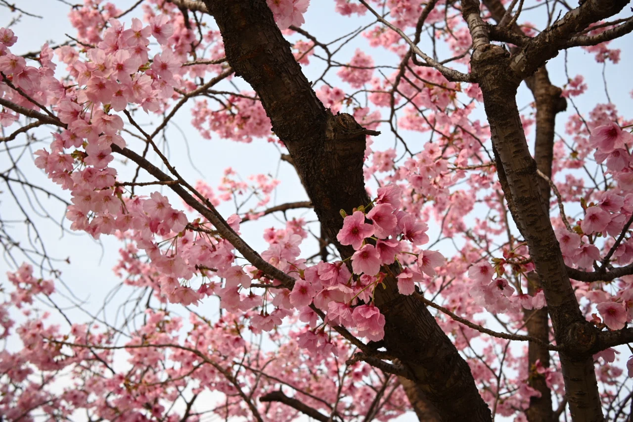 Nikon Zfcと単焦点レンズ NIKKOR 24mm f1.7で春の植物園へ（作例）｜月宵