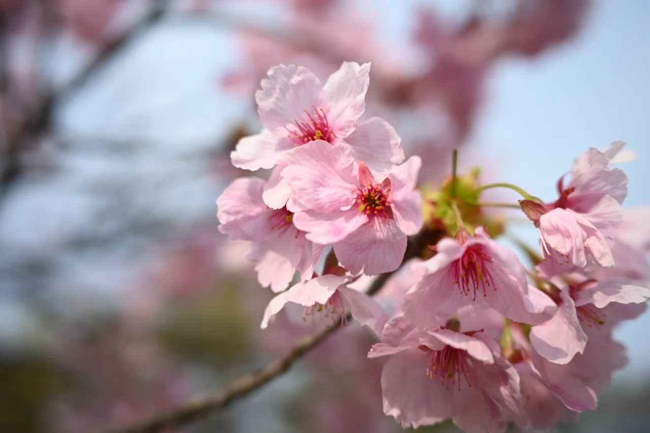 Nikon Zfcと単焦点レンズ NIKKOR 24mm f1.7で春の植物園へ（作例）｜月宵