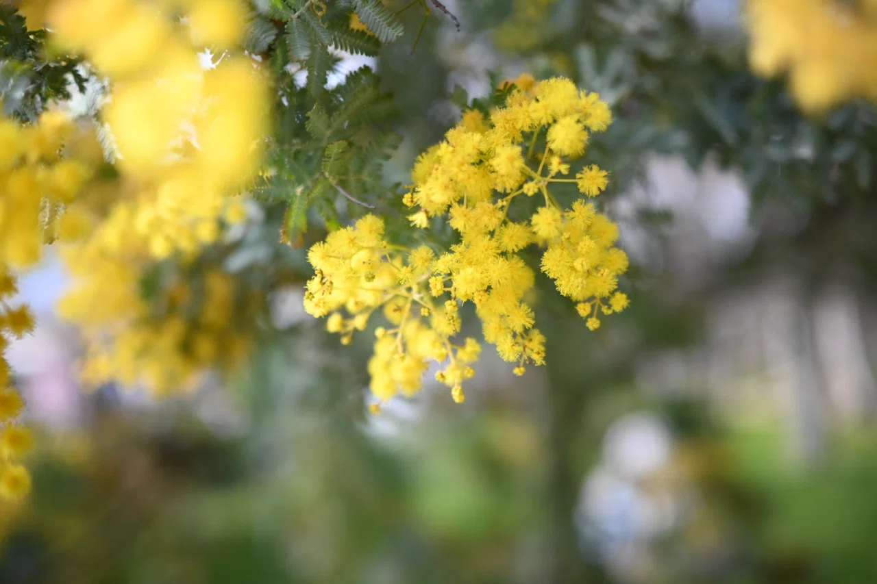 Nikon Zfcと単焦点レンズ NIKKOR 24mm f1.7で春の植物園へ（作例）｜月宵