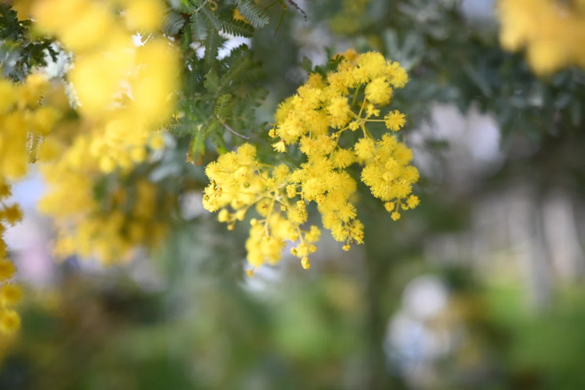 Nikon Zfcと単焦点レンズ NIKKOR 24mm f1.7で春の植物園へ（作例）｜月宵
