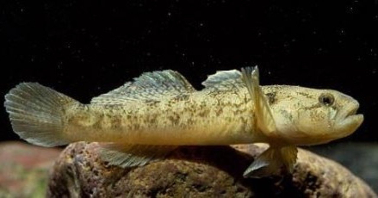 連載 魚釣り初心者が初めての1匹を釣る為の釣り講座 河口のハゼ釣り 魚釣りライター つりペン Note