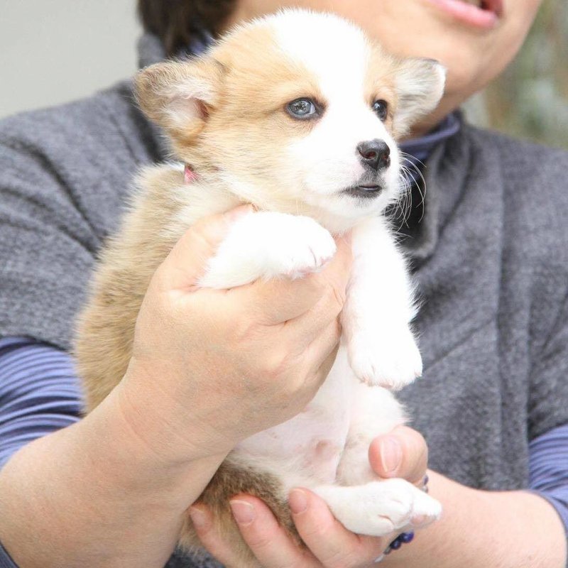 犬が苦手だった僕が D2cカスタムドッグフード Petokoto Foods を作った理由 大久保泰介 ペットテックスタートアップ Petokoto代表 Note