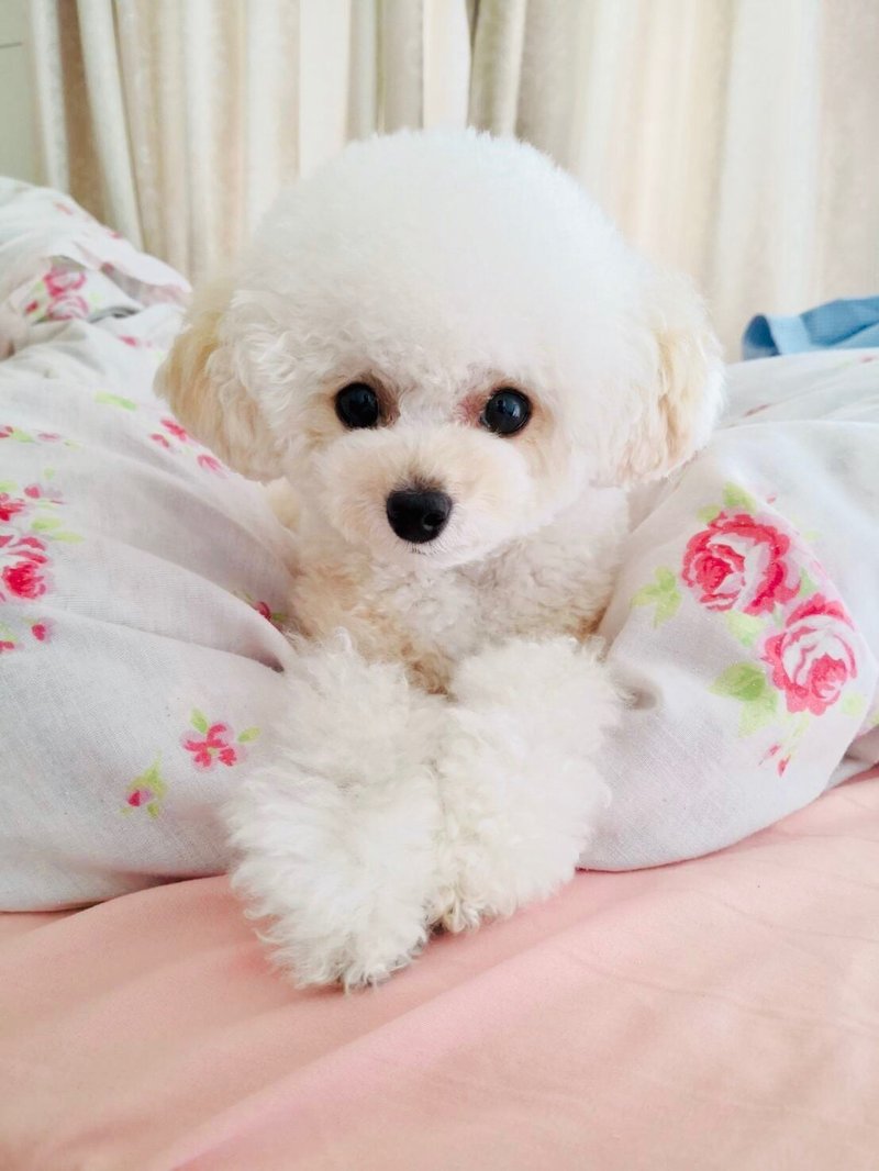 トイプードルのかわいいしつけ方法やママが大好きになる方法をご紹介します かわいい愛犬はトイプードル トイプードルのリリーです Note