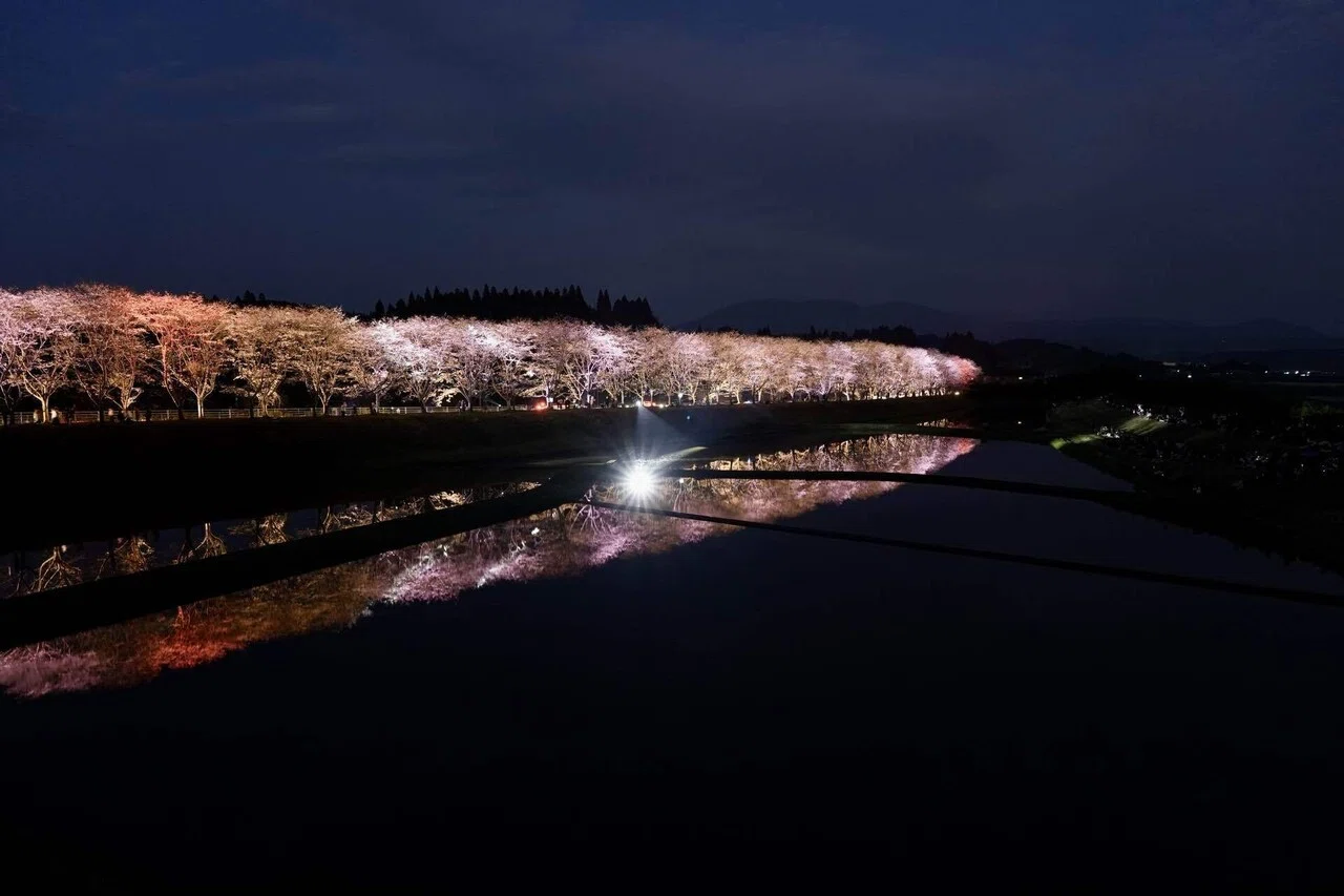カメラ散歩備忘録20260329湧水町轟地区桜並木ライトアップ｜KuroTatsu