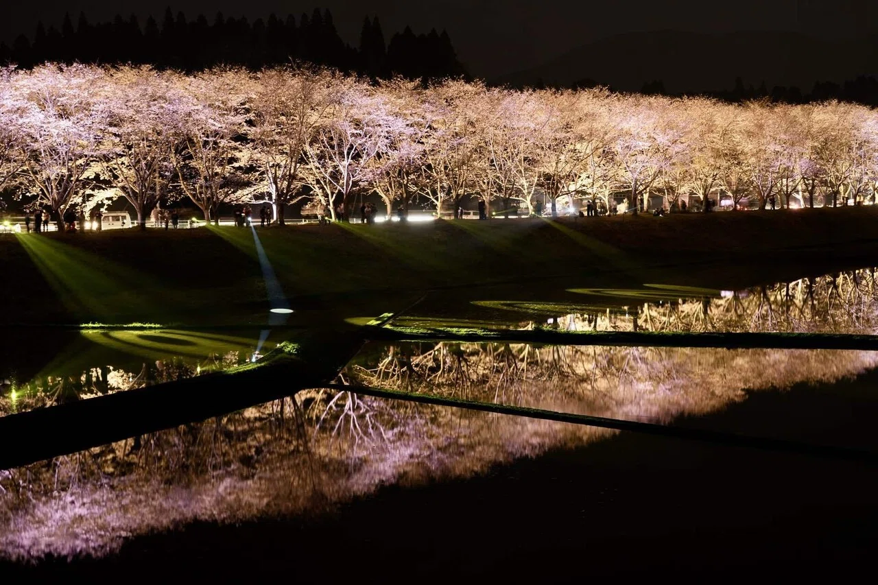 桜並木のライトアップ カメラ散歩備忘録20260329湧水町轟地区桜並木ライトアップ｜KuroTatsu