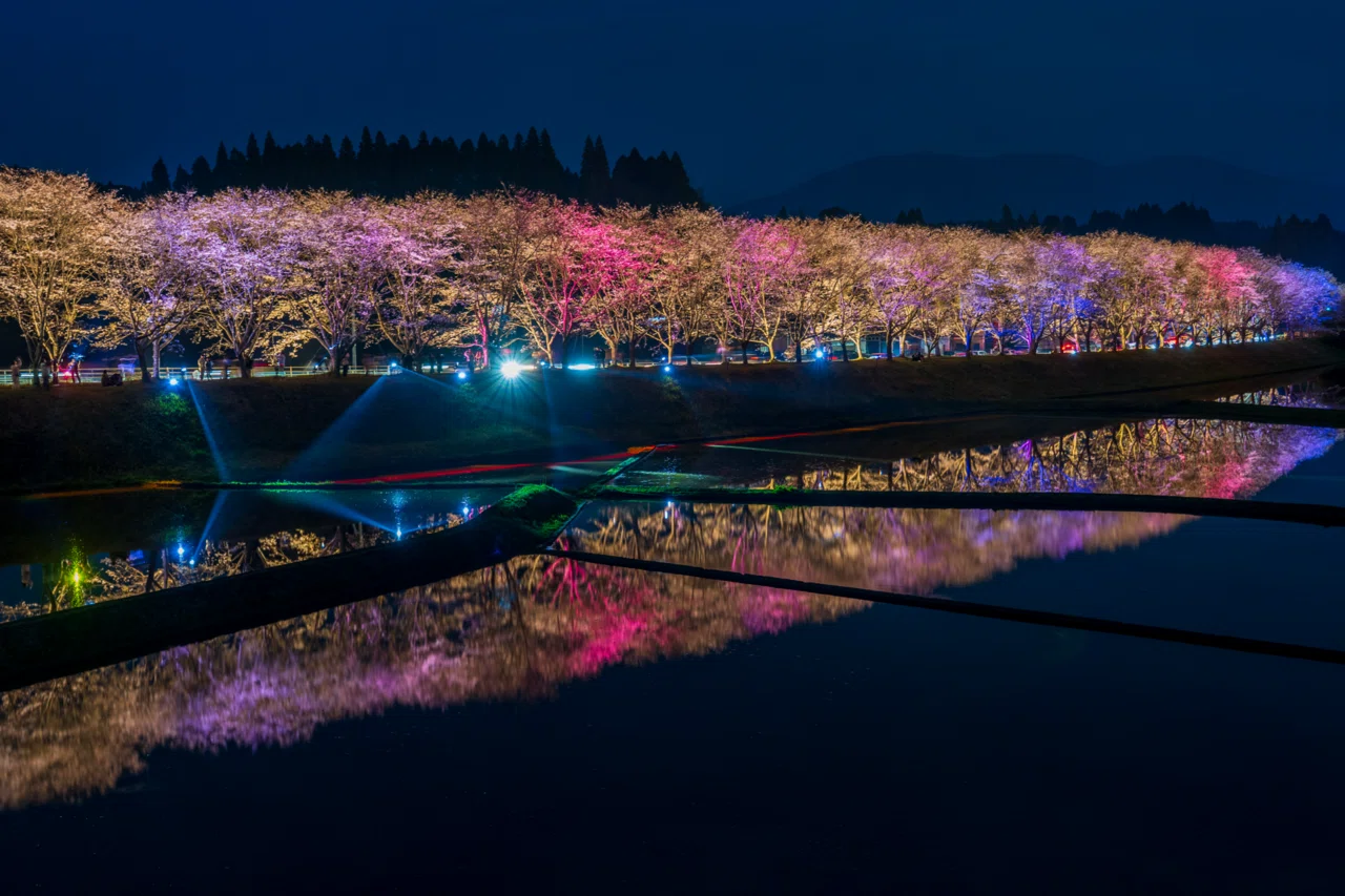 カメラ散歩備忘録20260329湧水町轟地区桜並木ライトアップ｜KuroTatsu