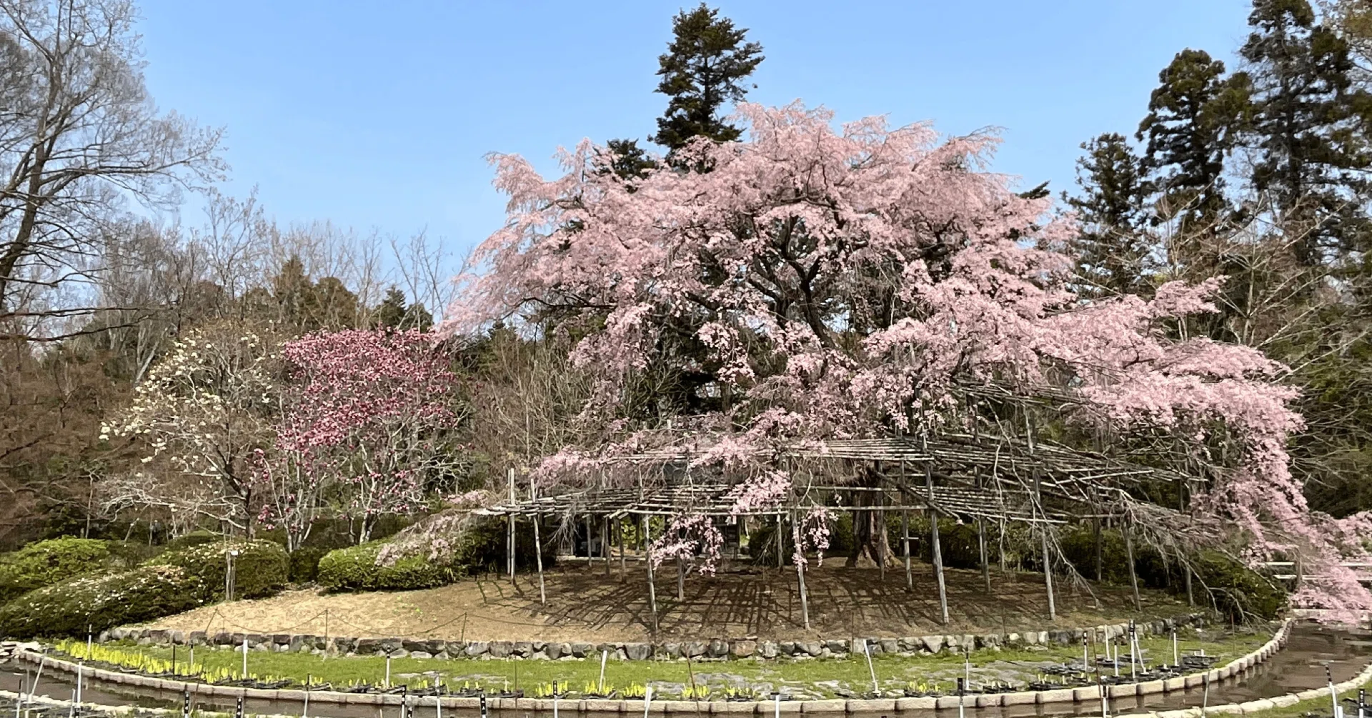 オオシダレザクラ（京都府立植物園）No.29：2026年3月27日（金）｜藤井