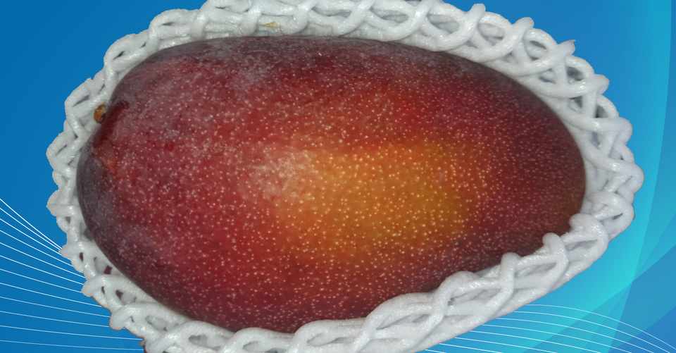 5月のマンゴー栽培状況公開 マンゴー Sns Pay 農家 沖縄 熱帯果樹 マンゴー製作所 Note