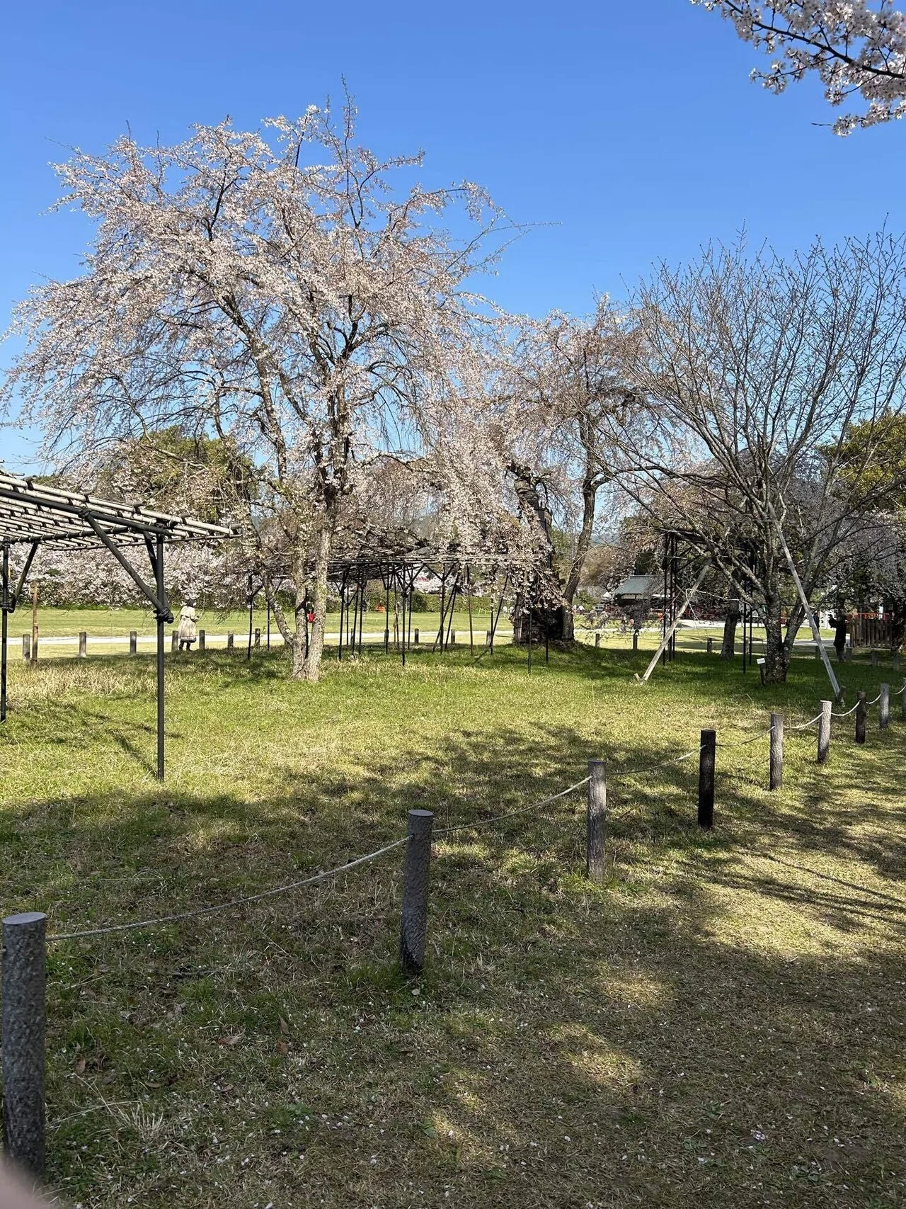 さくら「京四季彩都」観光ドライバーがご案内京都の歩き方:By来夢来人