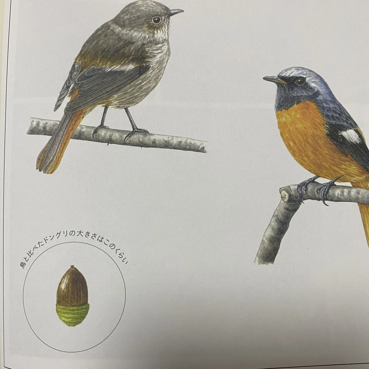 子どもと一緒に覚えたい野鳥の名前｜西アズナブル