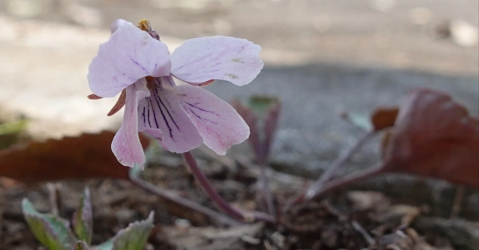ゲンジスミレ Viola variegata｜noteスミレの部屋 – Violets of Japan