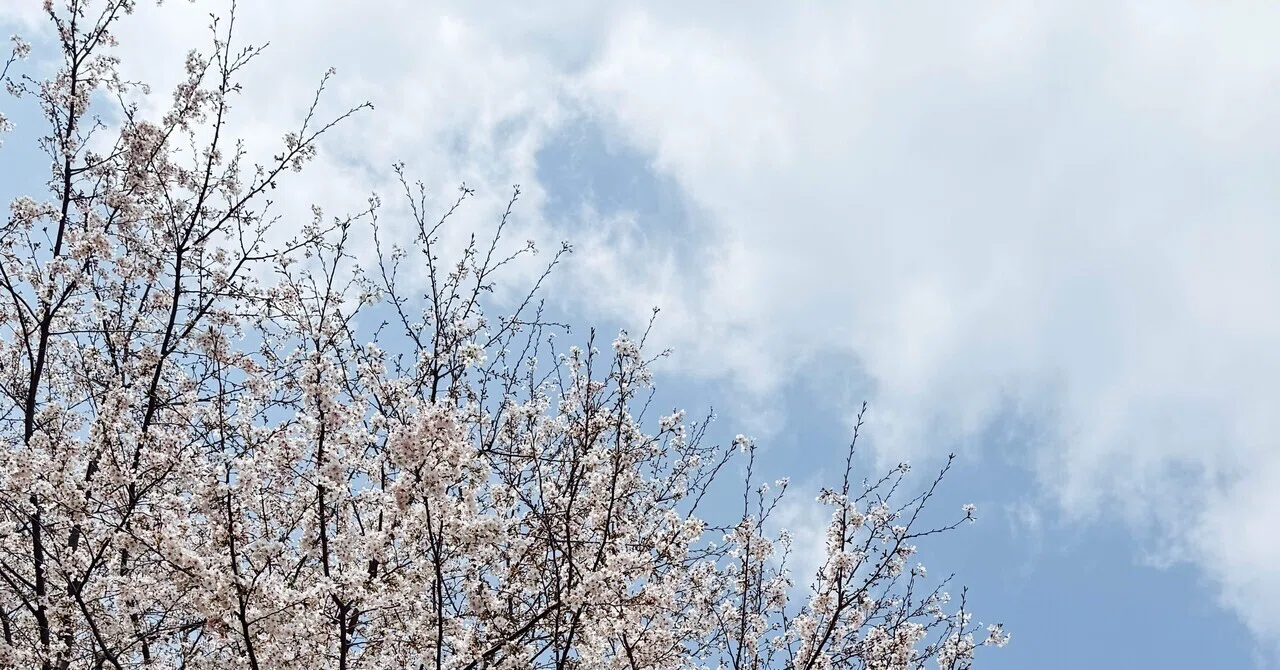 桜咲く 2026年｜もさ