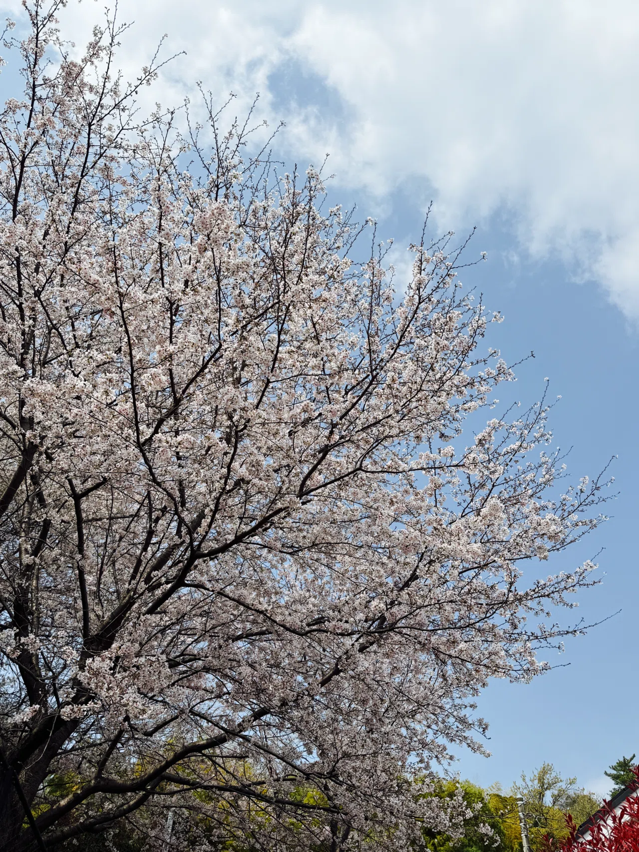 桜咲く 2026年｜もさ