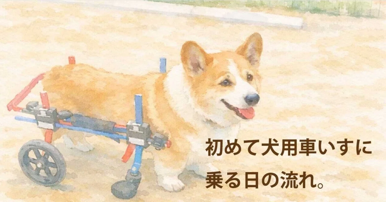 初めて犬用車いすに乗る日の流れ