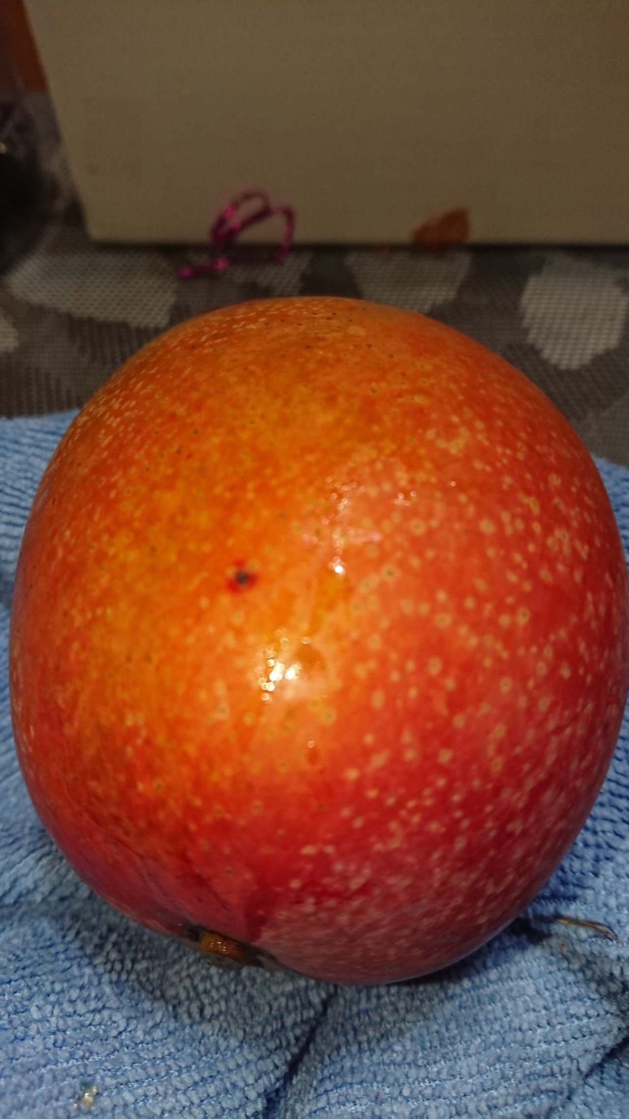 ５月のマンゴー栽培状況公開！