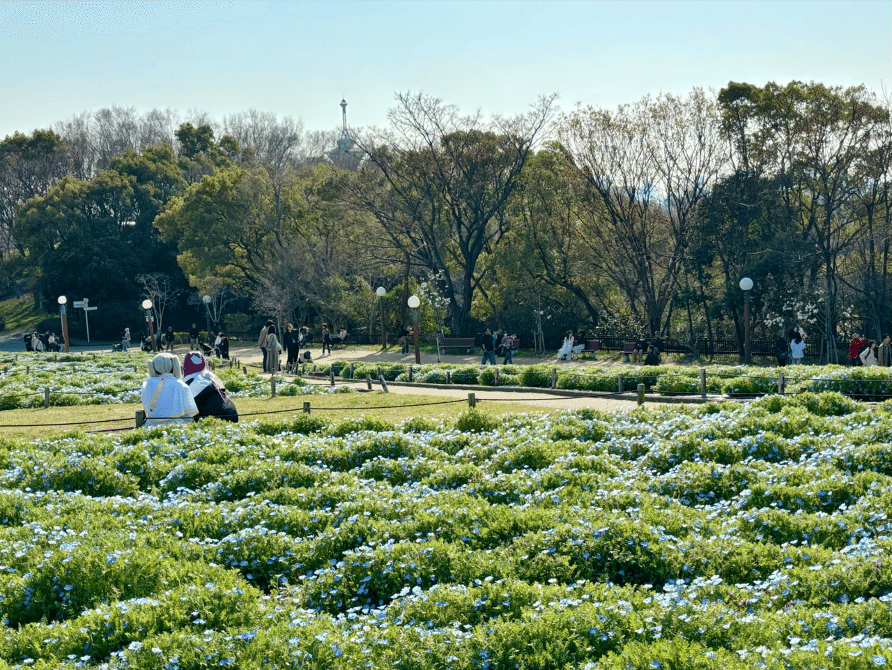 春いろさんぽ《空色の花咲く風車の丘で》鶴見緑地公園｜いろ