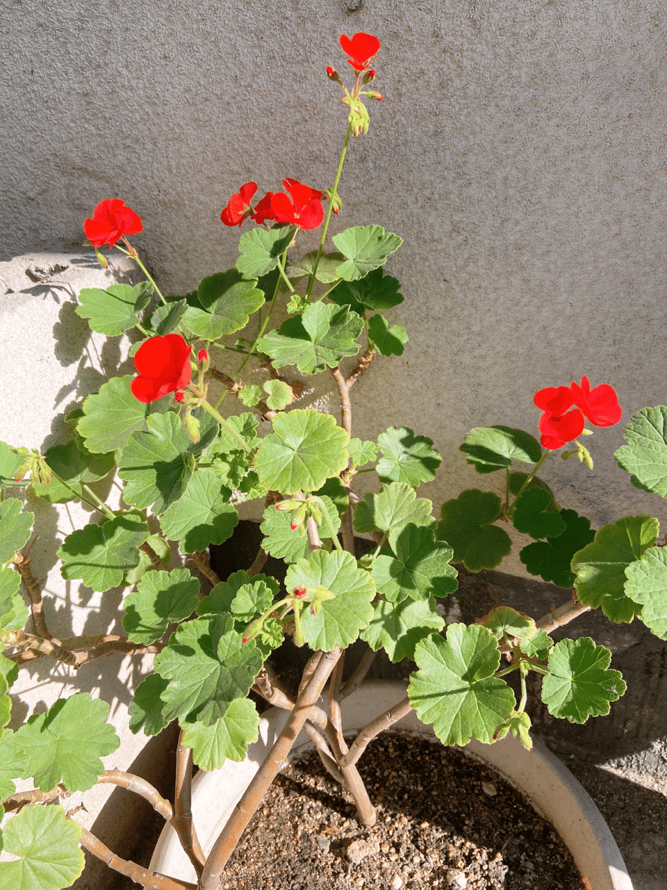 自己満 関ジャニ さんのheavenly Psychoの良さを語る 2 上杉ヒメリ Note