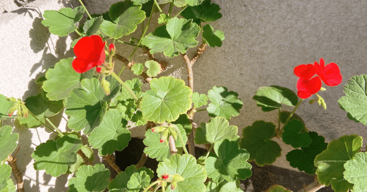 自己満 関ジャニ さんのheavenly Psychoの良さを語る 2 上杉ヒメリ Note