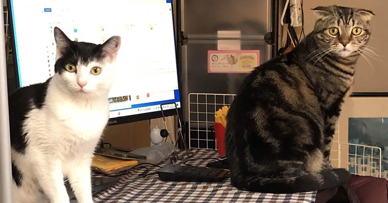 我が家のにゃんこ(*^^*) 愛おしき我が家のにゃんこ｜nono