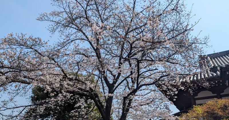 【選挙ウォッチャー】 ２０２６年３月の総括と４月の計画。