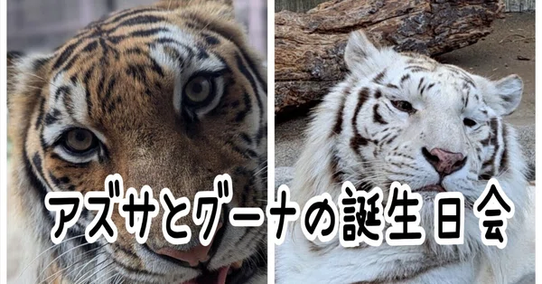 飼育員ブログ】肉食動物｜宇都宮動物園【公式】