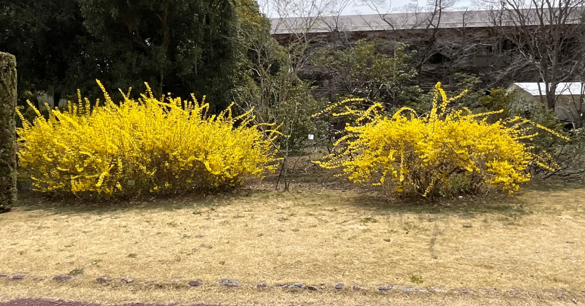 チョウセンレンギョウとシナレンギョウ（京都府立植物園）：2026年3月