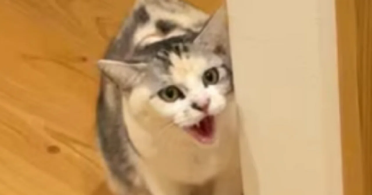 みけねこ」の人気タグ記事一覧｜note ――つくる、つながる、とどける。