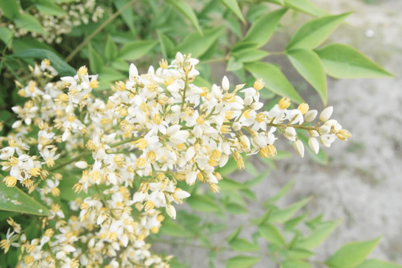 南天の効用のご紹介 Masakado Blog Note
