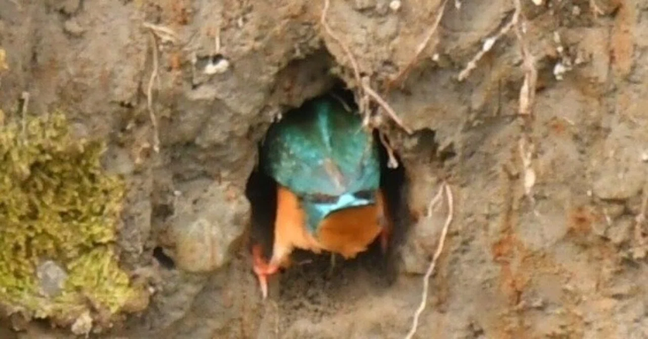 Today's Birdwatching: A Kingfisher Digging a Hole｜something blue