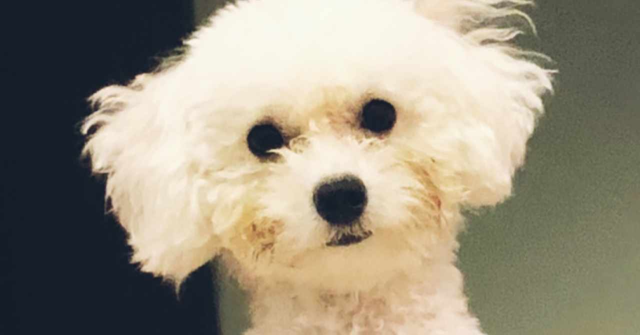 散歩好きな犬 の新着タグ記事一覧 Note つくる つながる とどける