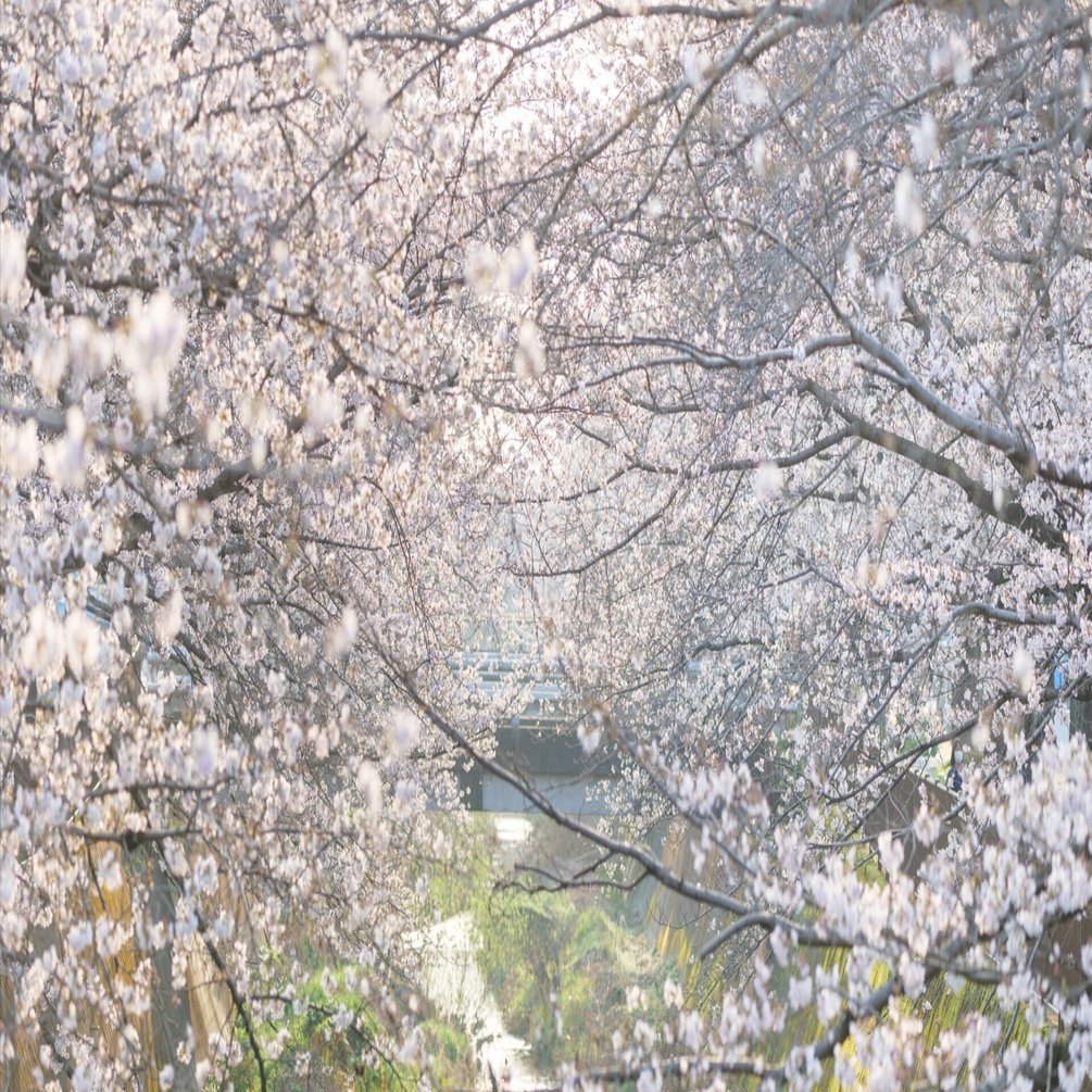 桜 定点観測 2026｜セバス（Sebastian Photography）