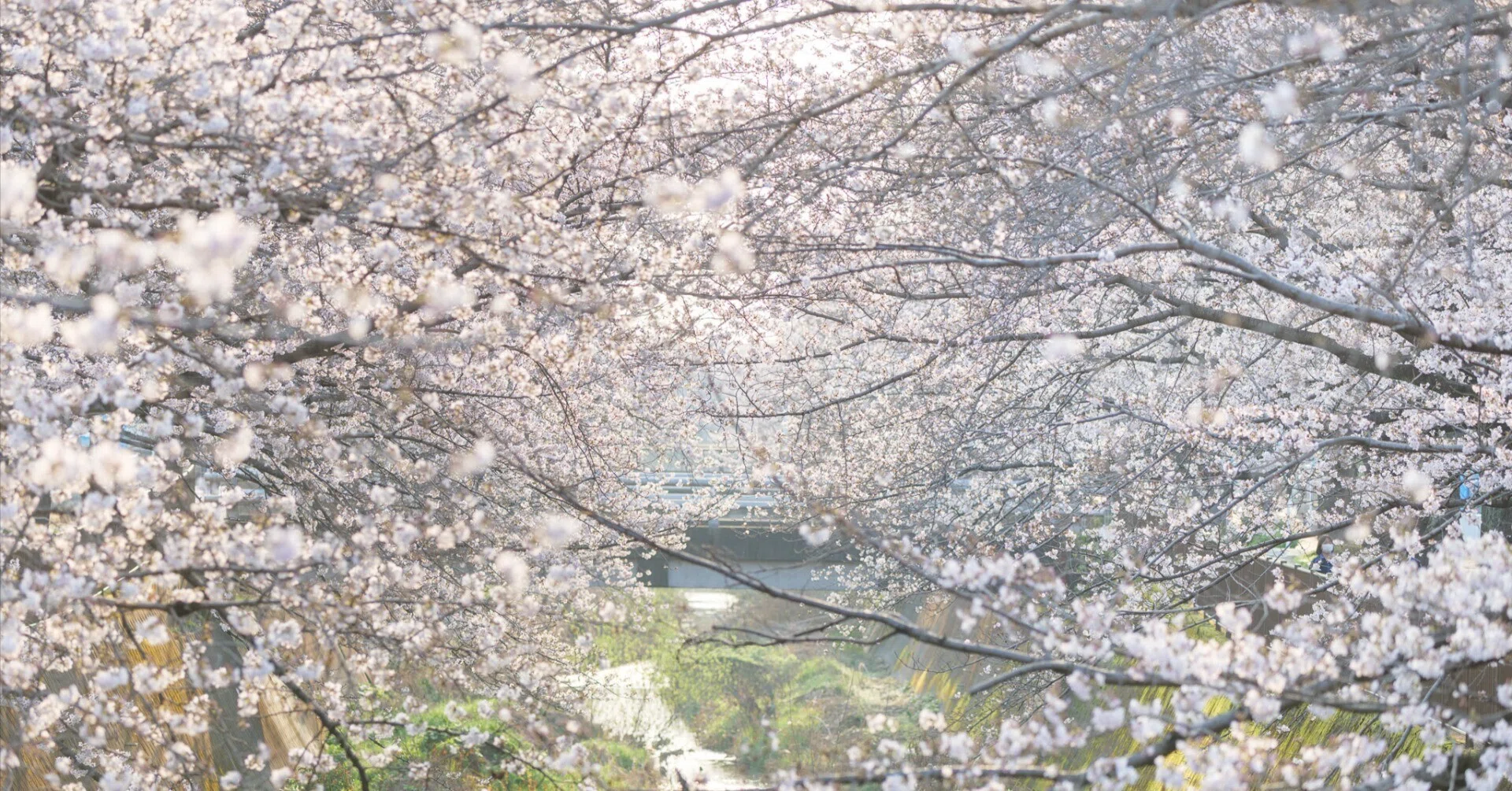 桜 定点観測 2026|セバス(Sebastian Photography) 桜 定点観測 2026|セバス(Sebastian Photography)