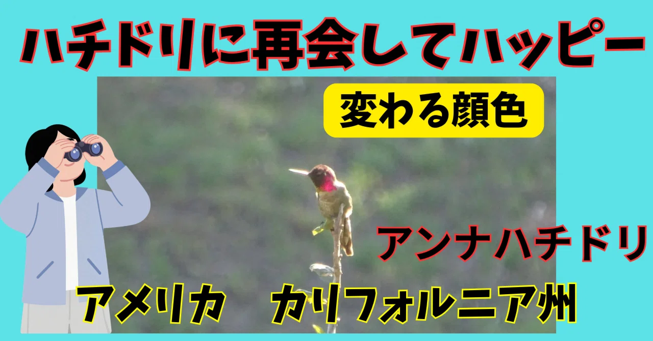 一瞬だけ深紅に輝く顔🌈アンナハチドリとの再会がくれた旅の喜び🎵どこ