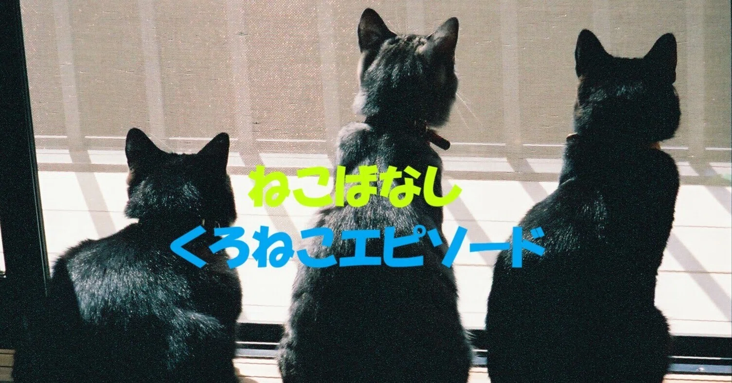 くろねこ　ページ ねこばなし くろねこエピソード｜s.nitou