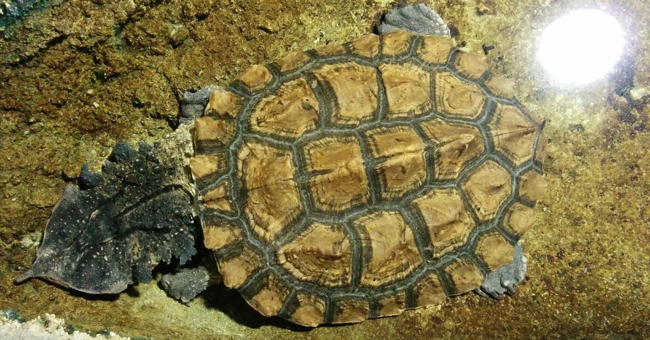 エイプリルフールに「化かす生き物」を3種紹介｜いきものぐるり