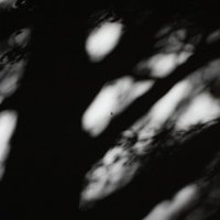 花言葉よりカクテル言葉の方がよっぽど怖い Lin Note