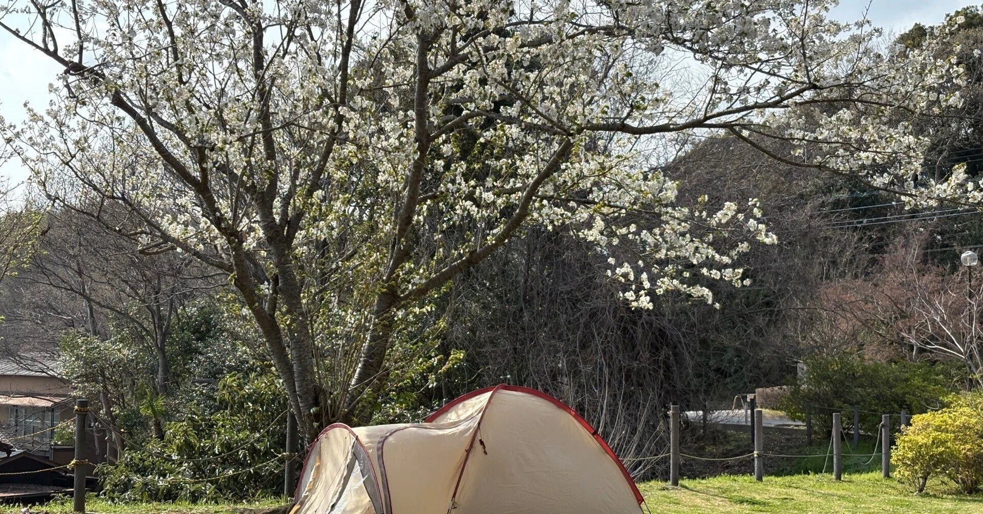 超格安に桜お花見キャンプ｜50代派遣社員（仮）