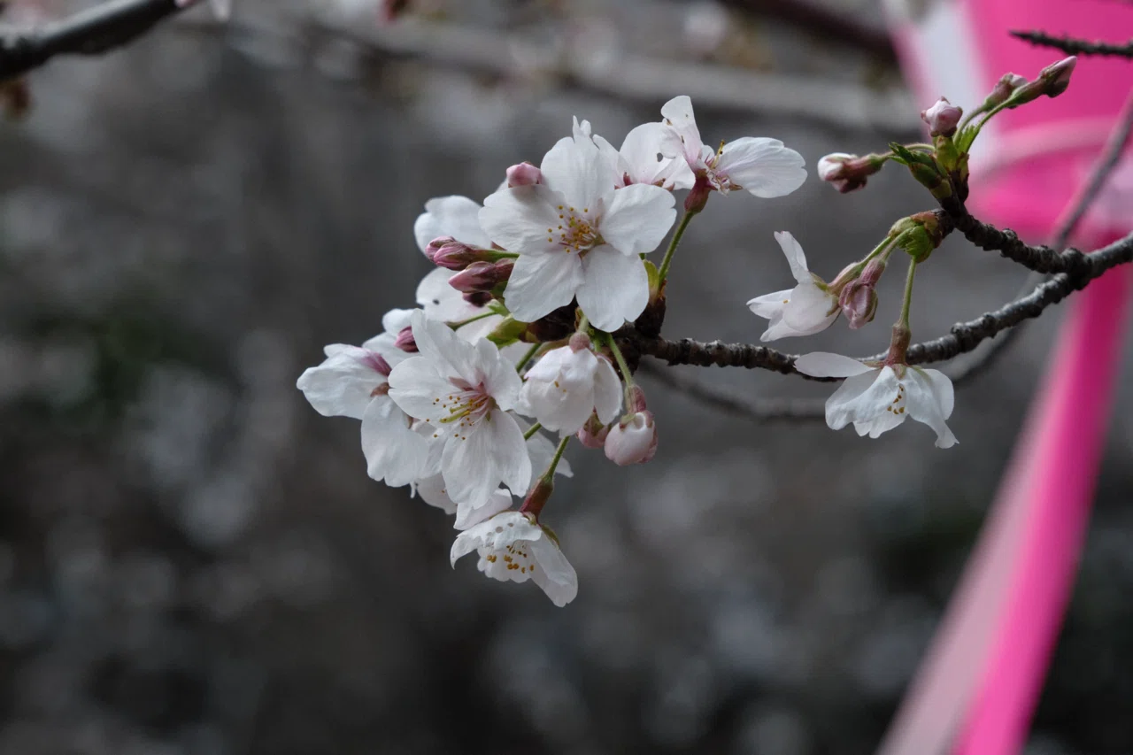 桜スナップ｜XF16-80mmF4 R OIS WR｜X-T5｜butchmisao