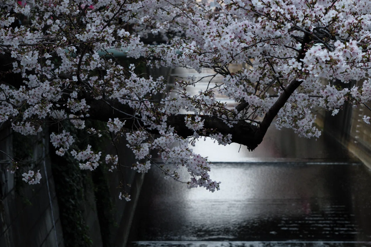 桜スナップ｜XF16-80mmF4 R OIS WR｜X-T5｜butchmisao