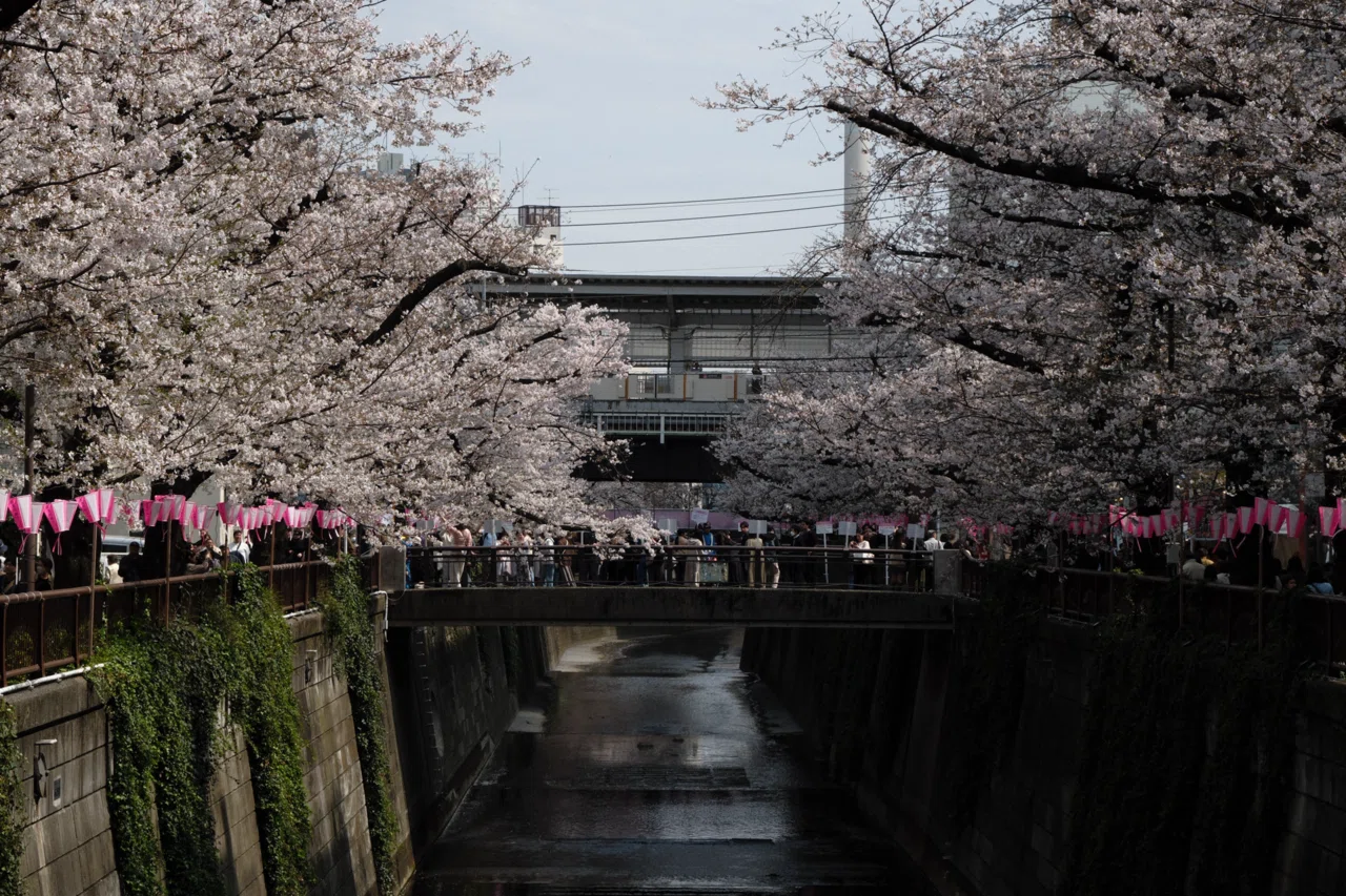 桜スナップ｜XF16-80mmF4 R OIS WR｜X-T5｜butchmisao
