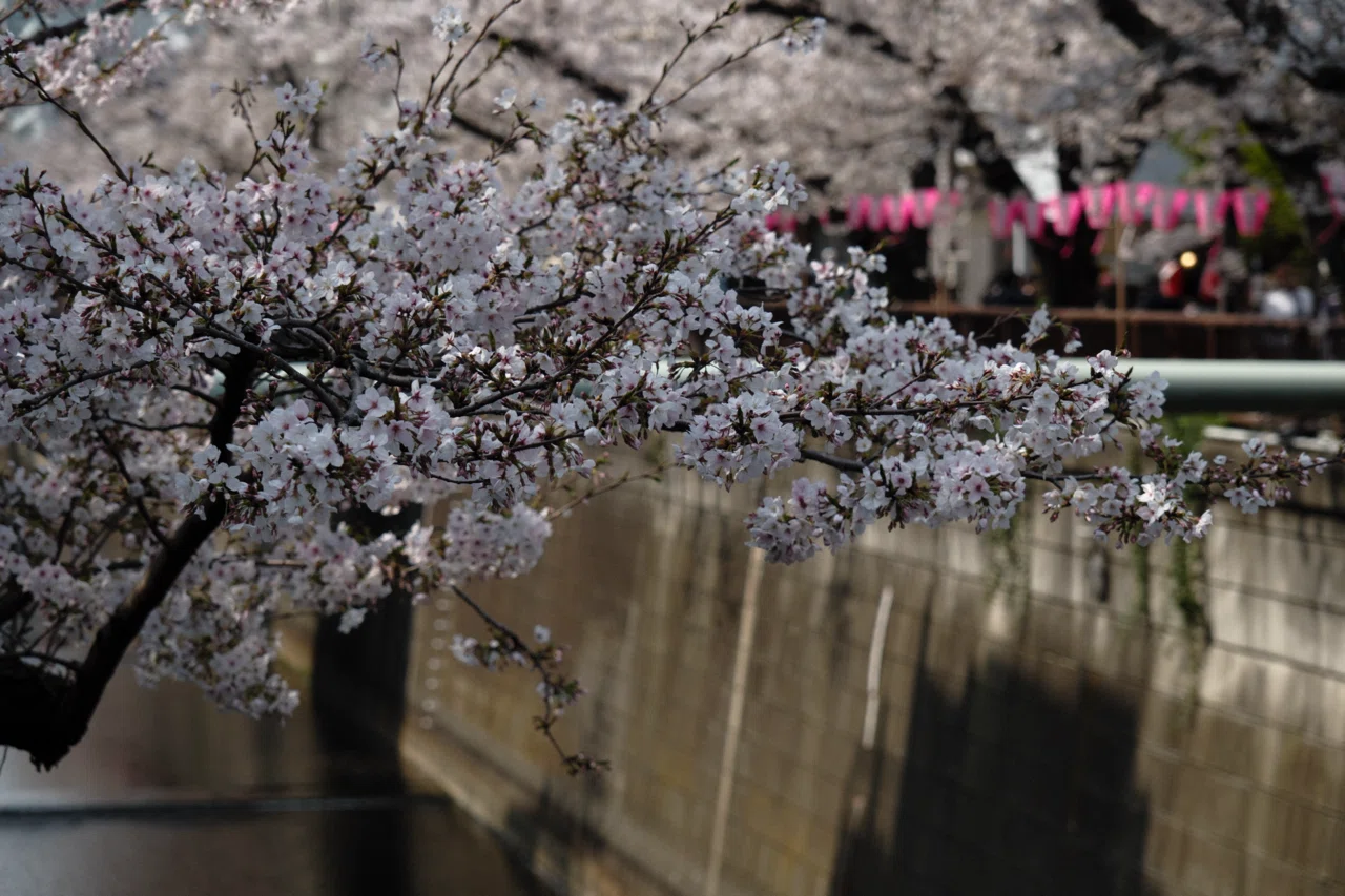 桜スナップ｜XF16-80mmF4 R OIS WR｜X-T5｜butchmisao