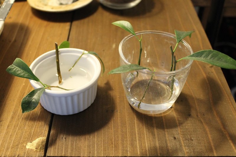 家の植物 5 22 Nakada Shugo Note