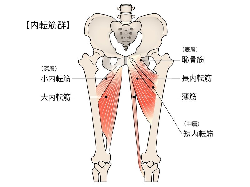 保存版 O脚とx脚を治すストレッチと筋トレの４つのポイント 動画付き 理学療法士 ピラティス カラダnote吉田直紀 Note