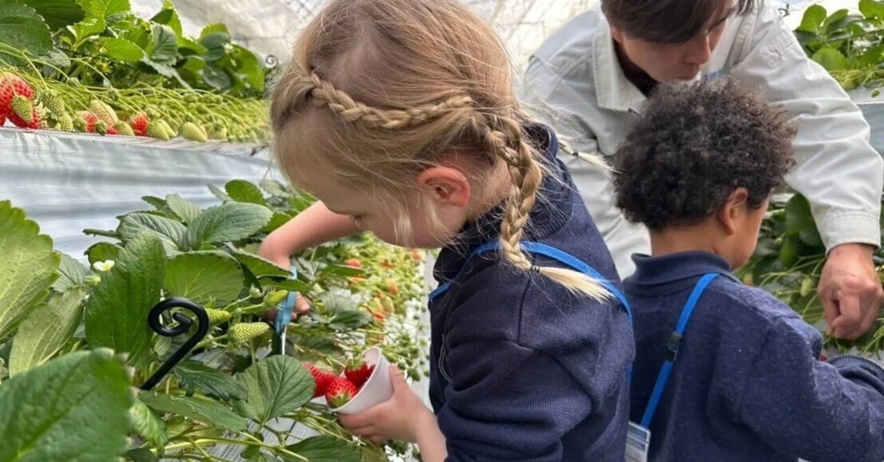 🍓 Strawberry picking: It's not just about 'eating'｜やくも