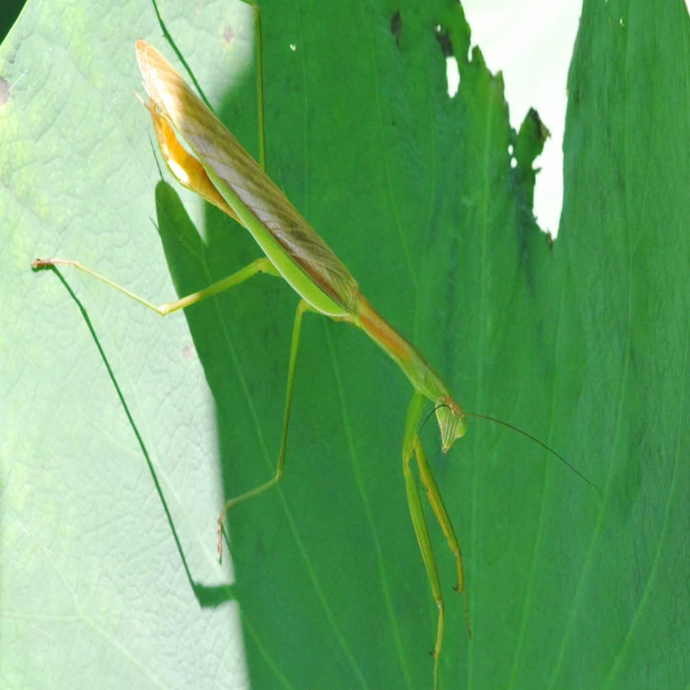 カマキリ｜INSETTO
