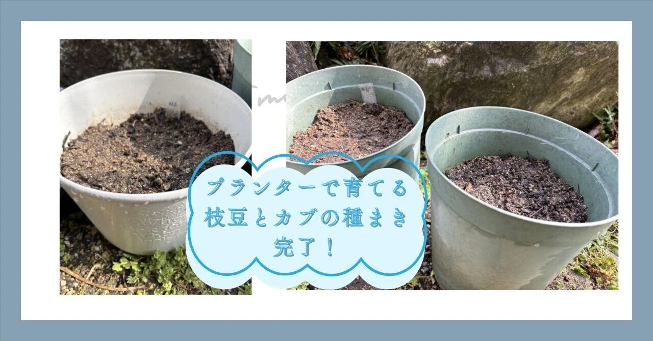 プランターで育てる枝豆とカブの種まき完了！｜愛（家庭菜園など）