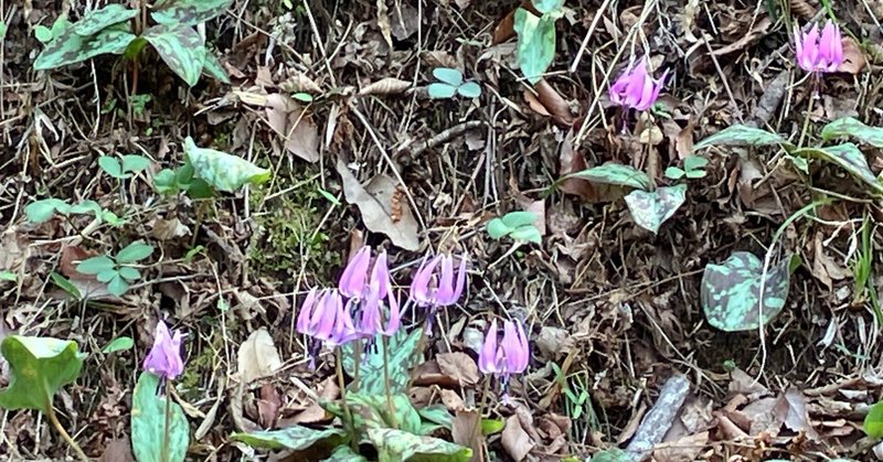 空堀川源流のカタクリ🌸が満開に